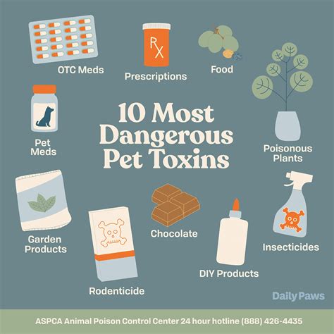 Top 10 Pet Toxins For Cats And Dogs In 2021