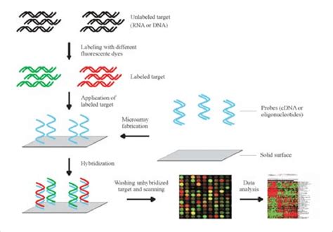 Dna Microarray Dna Chips Are Miniaturized Micro By Sarminaroyce