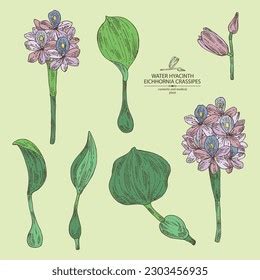 Collection Eichhornia Crassipes Water Hyacinth Plant Stock Vector