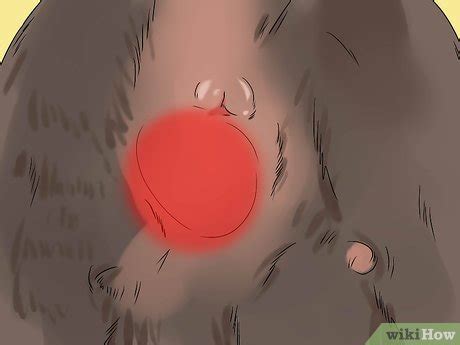 How To Diagnose Canine Anal Sac Problems 9 Steps With Pictures
