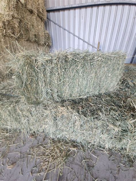 Premium Fresh Rhodes Grass Hay Milbrodale Hay Au