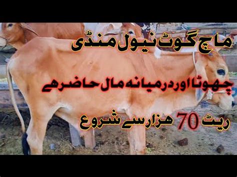 Naval Moach Goth Cow Mandi Chota Mal Hazir Hai Latest Rates Updates