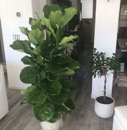 Ficus Lyrata Bush, Fiddle Leaf Fig Tree | Eureka Farms