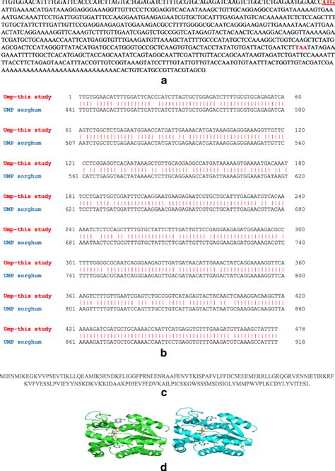 A Complete Sequence Of Ndpk And Its Deduced Amino Acid Sequence A The