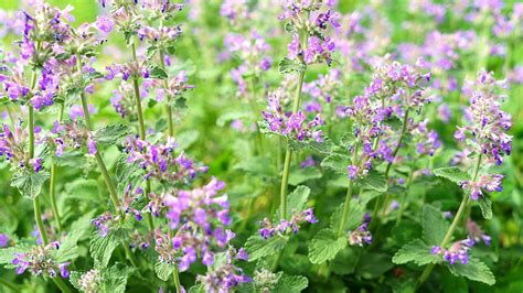 When To Cut Back Catmint For The Healthiest Plant Possible