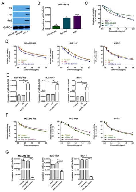 Microrna A P Overexpression Sensitizes Triplenegative Breast Cancer