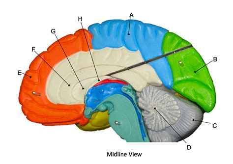 Midline View of the Brain Diagram | Quizlet