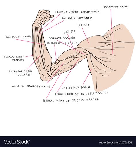 Muscles Of The Arm And Hand Classic Human Anatomy In Motion The Artists Guide To The Dynamics