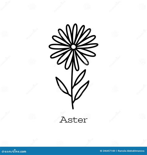 Aster Flower Doodle Vector Hand Drawn Line Sketch Floral Illustration