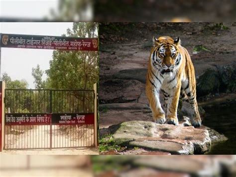 Pilibhit Tiger Reserve Gets Global Award For Doubling Tiger Population 13 देशों को पछाड़ नंबर