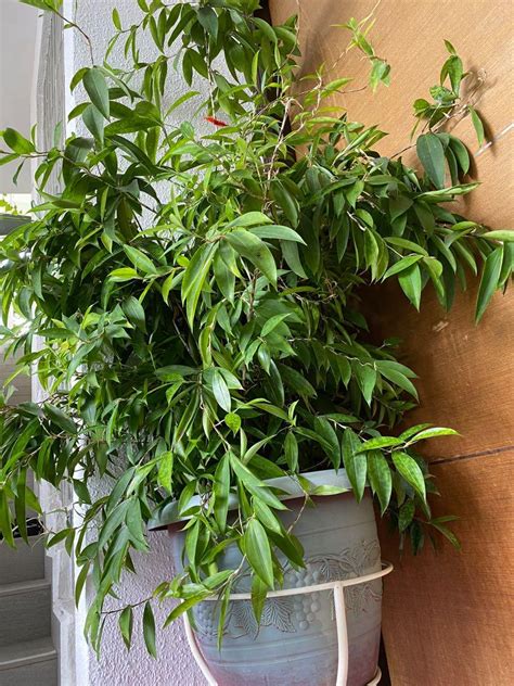 Chinese Lucky Bamboo And Japanese Bamboo Furniture And Home Living