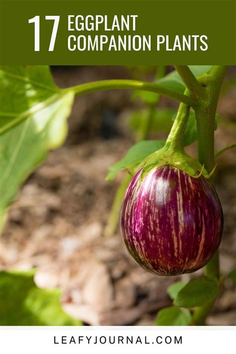 Incredible Eggplant Companion Plants For Bountiful Gardens