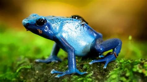 Poison Frog Care Sheet Reptiles Cove