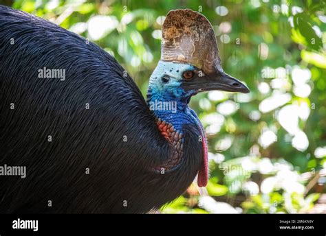 Close Up Of A Southern Cassowary Casuarius Casuarius In Sydney Nsw Australia Photo By Tara