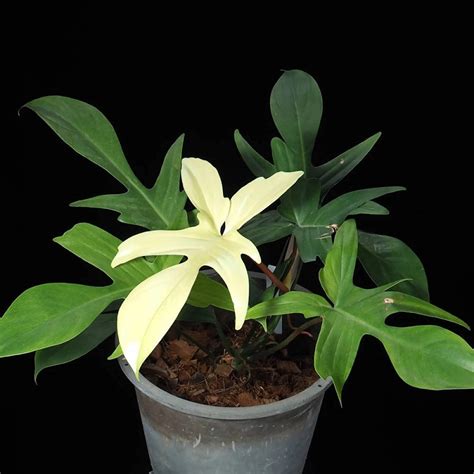 Cây Trầu Bà Cánh Én Philodendron Florida Ghost Flowerfarm vn shophoa