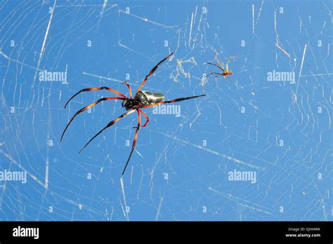 Male Nephila Clavata