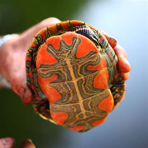 Western Painted Turtle Care Guide - All Turtles