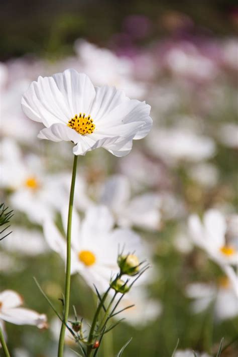 Fotos gratis planta floreciendo pétalo blanco verde flor