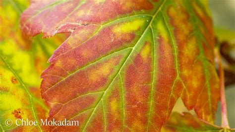 Acer Saccharinum Maud Gordon Holmes Arboretum Suny Buffalo State University