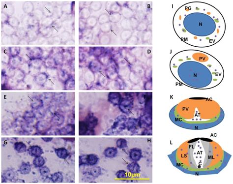 A B I Early Stage Of Spermiogenesis These Figures Show That Kif B