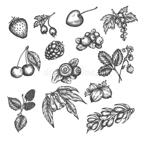 Berry Hand Drawn Vector Set Sketch Of Fruits Vector Illustration