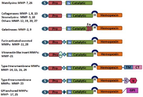 Structural Classification Of Matrix Metalloproteinases MMPs S Signal