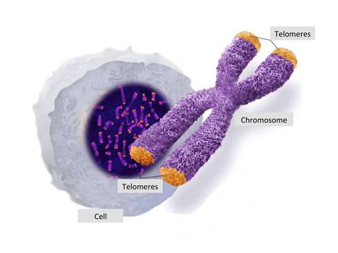 Telomere Analysis