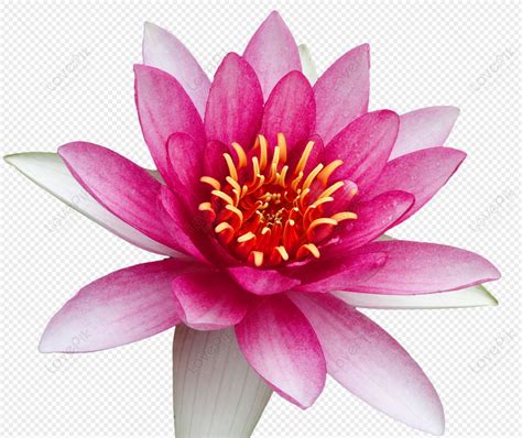 Water Lily PNG Transparent Picture PNG Mart Atelier Yuwa Ciao Jp