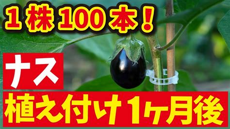 【ナスの育て方】1株から100本以上 収穫するための、植え付け1ヶ月後の作業【家庭菜園】 Youtube