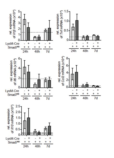 Inflammatory Gene Expression In Lysm Cre Smad Fl Fl After Ccl