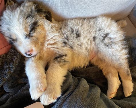 Our new baby sheep.... dog. Milo! : r/aww