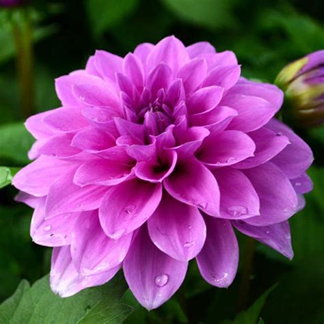 Dahlia Hypnotica Lavender Greenhouse Effects