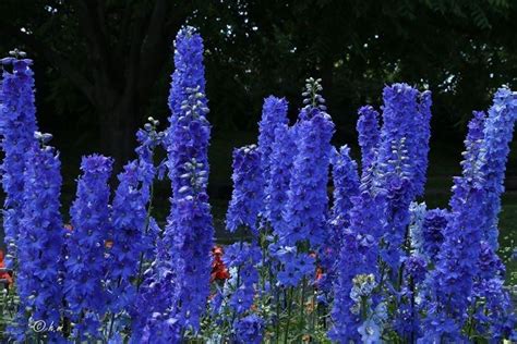 Дельфиниум (70 фото): сорта, правильный уход и выращивание