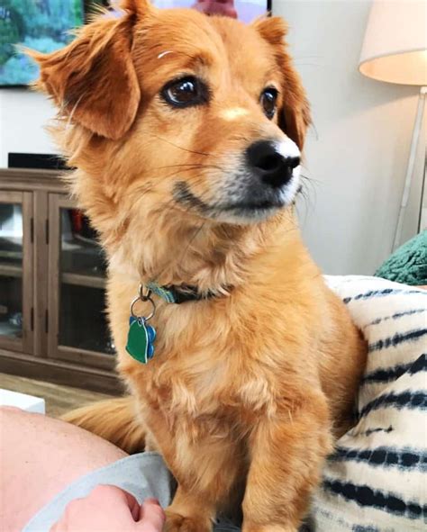 Dachshund Golden Retriever Mix Facts