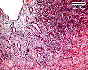 Uterus Histology Slides Labeled