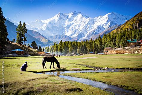 Beautiful view of Nanga Parbat mountain, pasture at Fairy Meadows ...