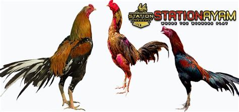 Keunggulan Ayam Bangkok Burma Dan Saigon By Dea Rani Medium