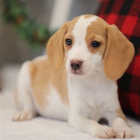 Miniature Beaglepocket Beaglebeagle Puppies Near Me