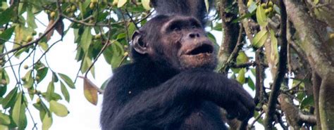 Rwanda Gorilla Tracking Cultural Village Lake Kivu Tour 5 Days