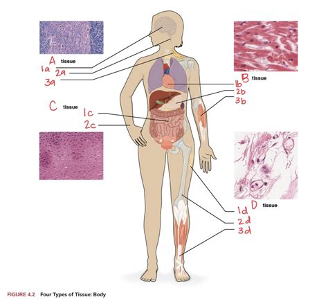 Bio Lab Tissues Diagram Quizlet