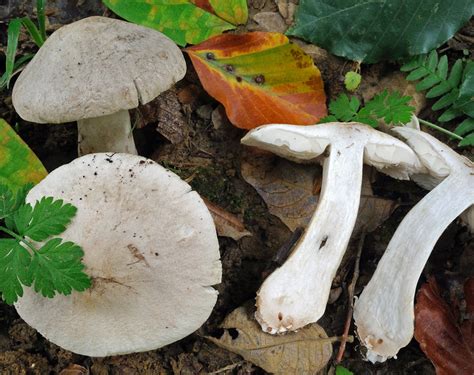 Tricholoma Pardinum Tricholoma Pardinum Var Filamentosum Galleria