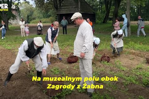 T Umy Na Wykopkach W Muzeum Wsi Lubelskiej Dla Przyjemno Ci To Co