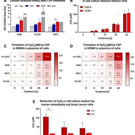 Intracellular Oxidative Stress Increased Significantly In Human