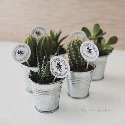 Cactus para Bodas El regalo más original para tus invitados Mini