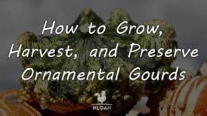 How To Grow Harvest And Preserve Ornamental Gourds New Life On A