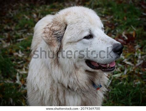 79 Great Pyrenees Adult And Puppy Images Stock Photos And Vectors