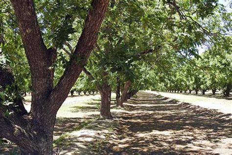 How To Grow And Care For Pecan Trees Gardeners Path