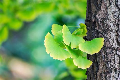 The Memory Boosting Potential Of Gingko Biloba AI Care