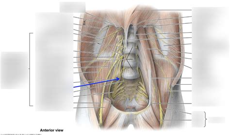 Posterior Abdominal Wall Muscles And Nerves Summary Diagram Quizlet