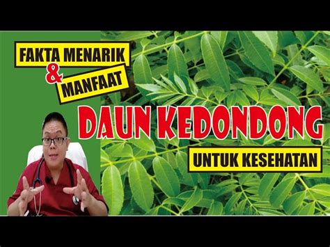 Temukan Khasiat Daun Kedondong Yang Jarang Diketahui Solider